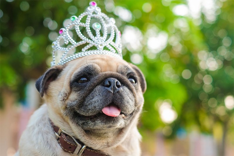 An image of a dog wearing a regal crown, symbolizing the importance of meticulous estate planning and establishing a pet trust to ensure pets are well-cared for in their owner's absence.