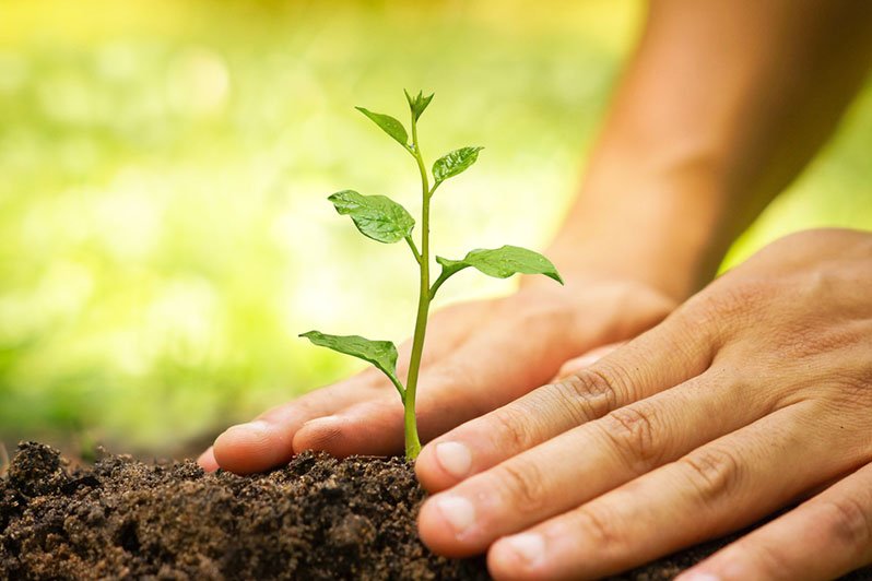 A green tree symbolizing growth and legacy, reflecting the benefits of Lifetime QTIP Trusts in estate planning for couples with unequal financial assets.