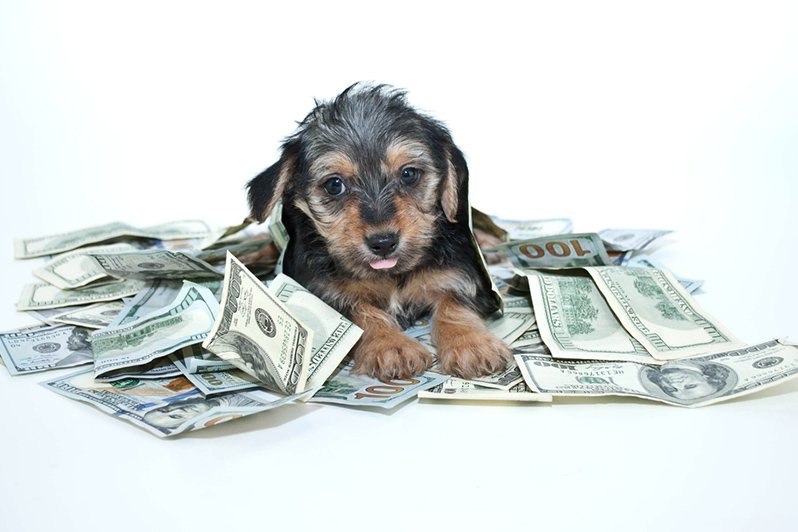 A playful puppy sitting atop a pile of cash, symbolizing creative estate planning in pet trust cases.