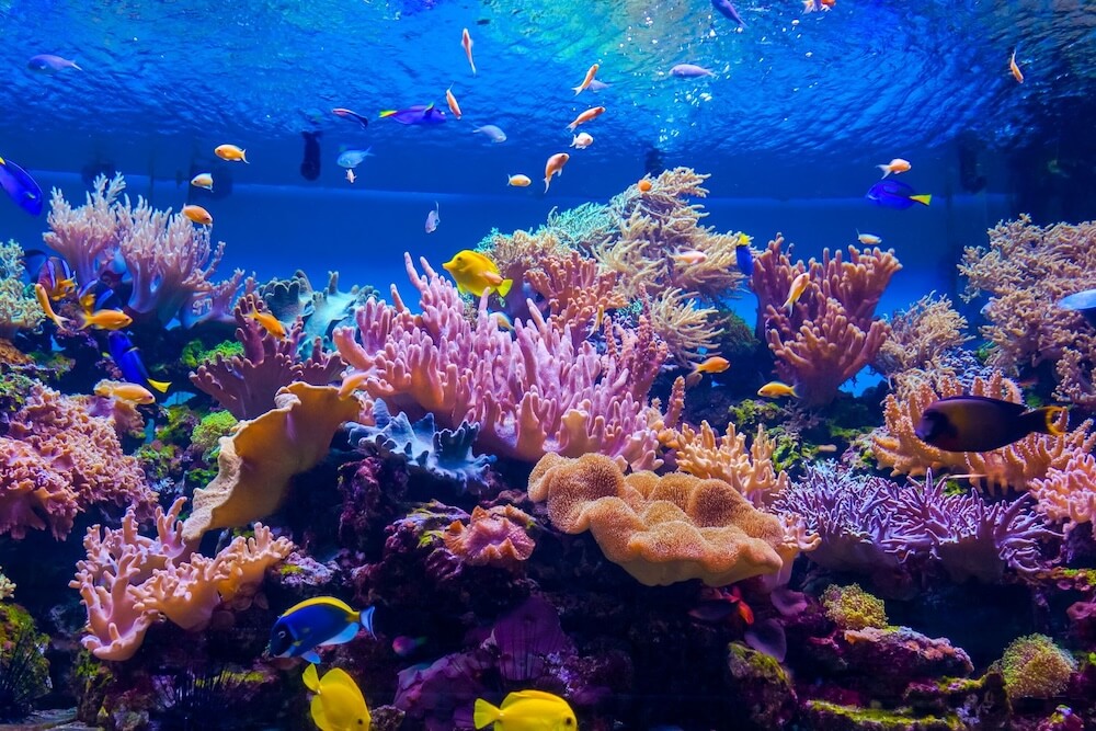 An underwater scene featuring a thriving coral reef with a variety of colorful fish swimming among vibrant coral formations.