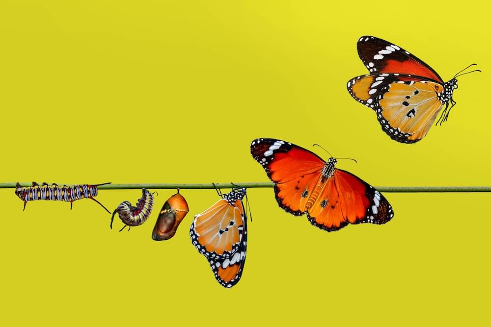 Caterpillar transforming into butterfly, symbolizing stages of trust planning and evolution over time